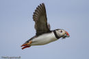 Puffin
