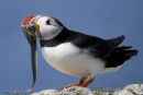 Puffin with sand eels