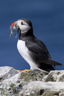Puffin with sand eels