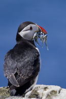 Puffin