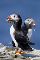 Puffins