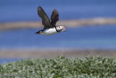 Puffin