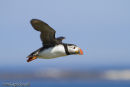 Puffin