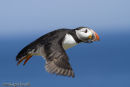 Puffin