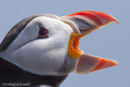 Puffin
