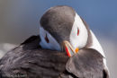 A sleepy Puffin