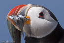 Puffin with sand eels