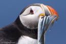 Puffin with sand eels