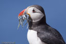 Puffin