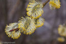 Pussy Willow