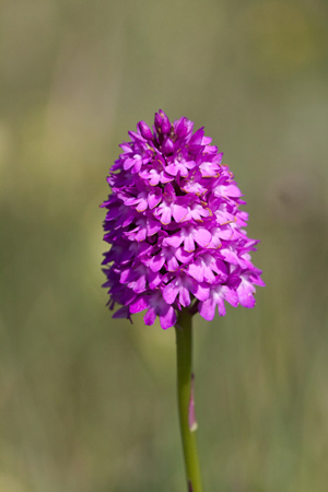 Pyramidal Orchid