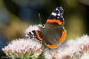 Red Admiral