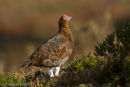 Red Grouse