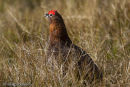 Red Grouse