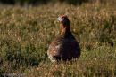 Red Grouse