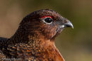 Red Grouse