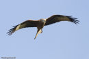 Red Kite
