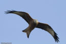 Red Kite