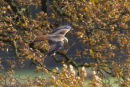 Red Kite
