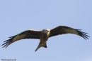 Red Kite