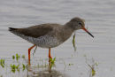 Redshank
