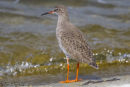 Redshank