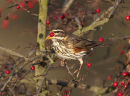 Redwing