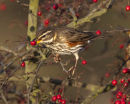 Redwing