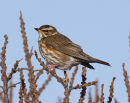 Redwing