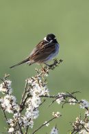Reed Bunting
