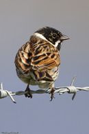 Reed Bunting