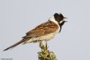 Reed Bunting