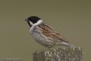 Reed Bunting
