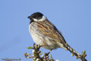 Reed Bunting