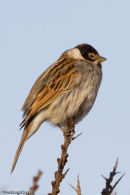 Reed Bunting