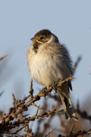Reed Bunting