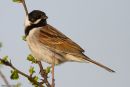 Reed Bunting