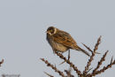 Reed Bunting