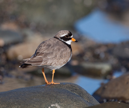 Ringed Plover