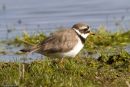 Ringed Plover