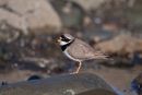 Ringed Plover