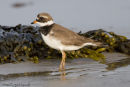 Ringed Plover