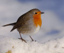 Robin