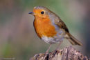Robin