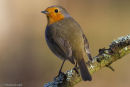 Robin