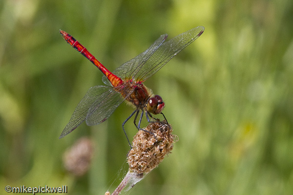 male Ruddy Darter dragonfly