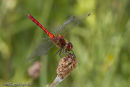male Ruddy Darter dragonfly