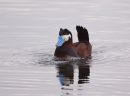 Ruddy Duck