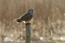 Short-Eared Owl