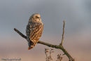 Short-Eared Owl